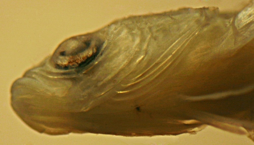 larval scaled blenny