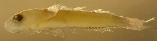 larval Starksia robertsoni