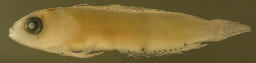 larval Starksia atlantica