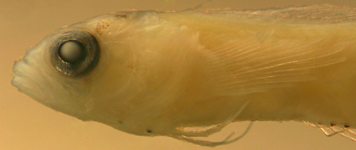 larval Starksia atlantica