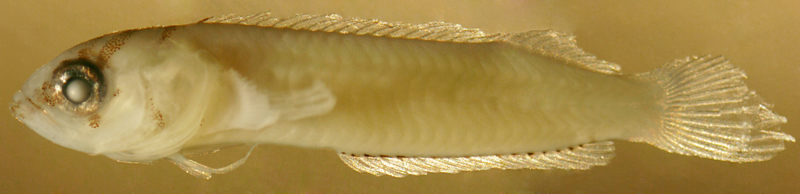 larval Starksia occidentalis