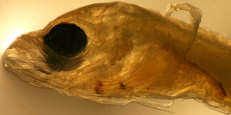 larval Starksia occidentalis