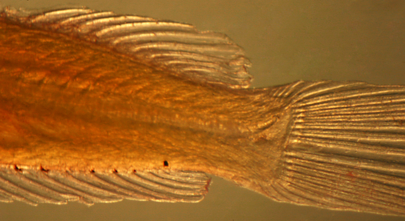 larval scaled blenny