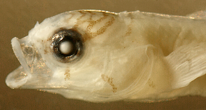 larval Starksia occidentalis