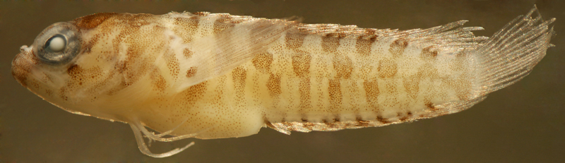 larval Starksia occidentalis