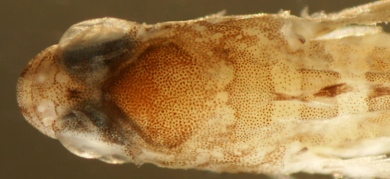 larval Starksia occidentalis