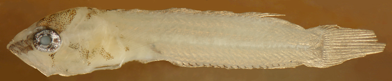 larval Starksia occidentalis