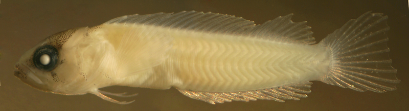 larval Starksia weigti