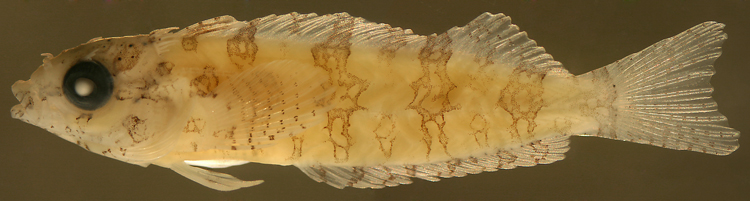 larval malacoctenus