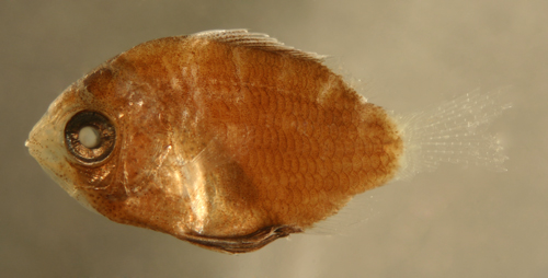 larval fish Damselfish and pomacentrid larvae